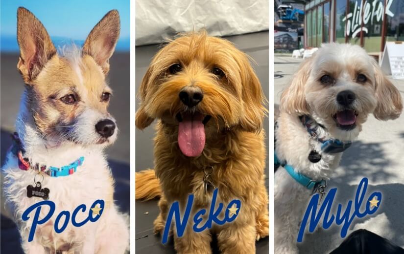 a collage of 3 dogs who are staring in a production of Annie. On the left Poco, centre Neko and right Mylo. Each dog has their own distinct characterestics, poco has pointy ears, neko has curly fur and mylo is small and has rounded ears.
