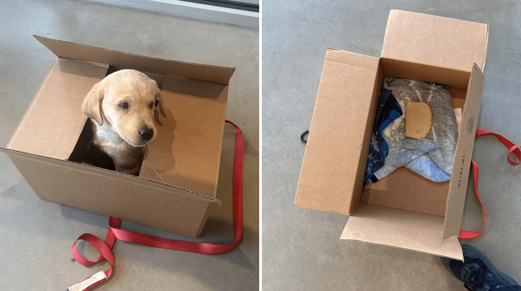 Yellow labrador puppy sitting in a cardboard box