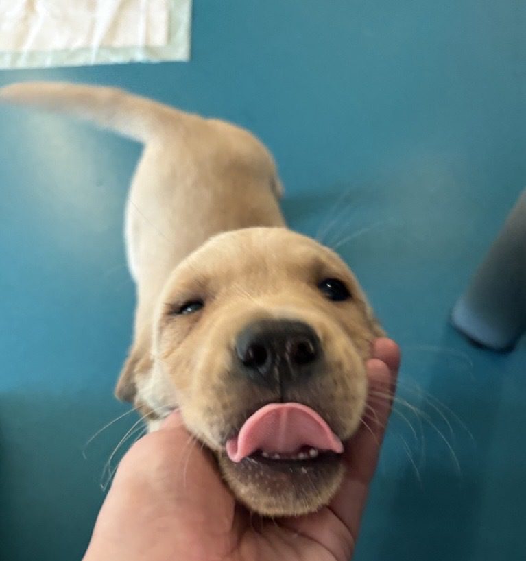 Adorble yellow lab puppy enjoying pets