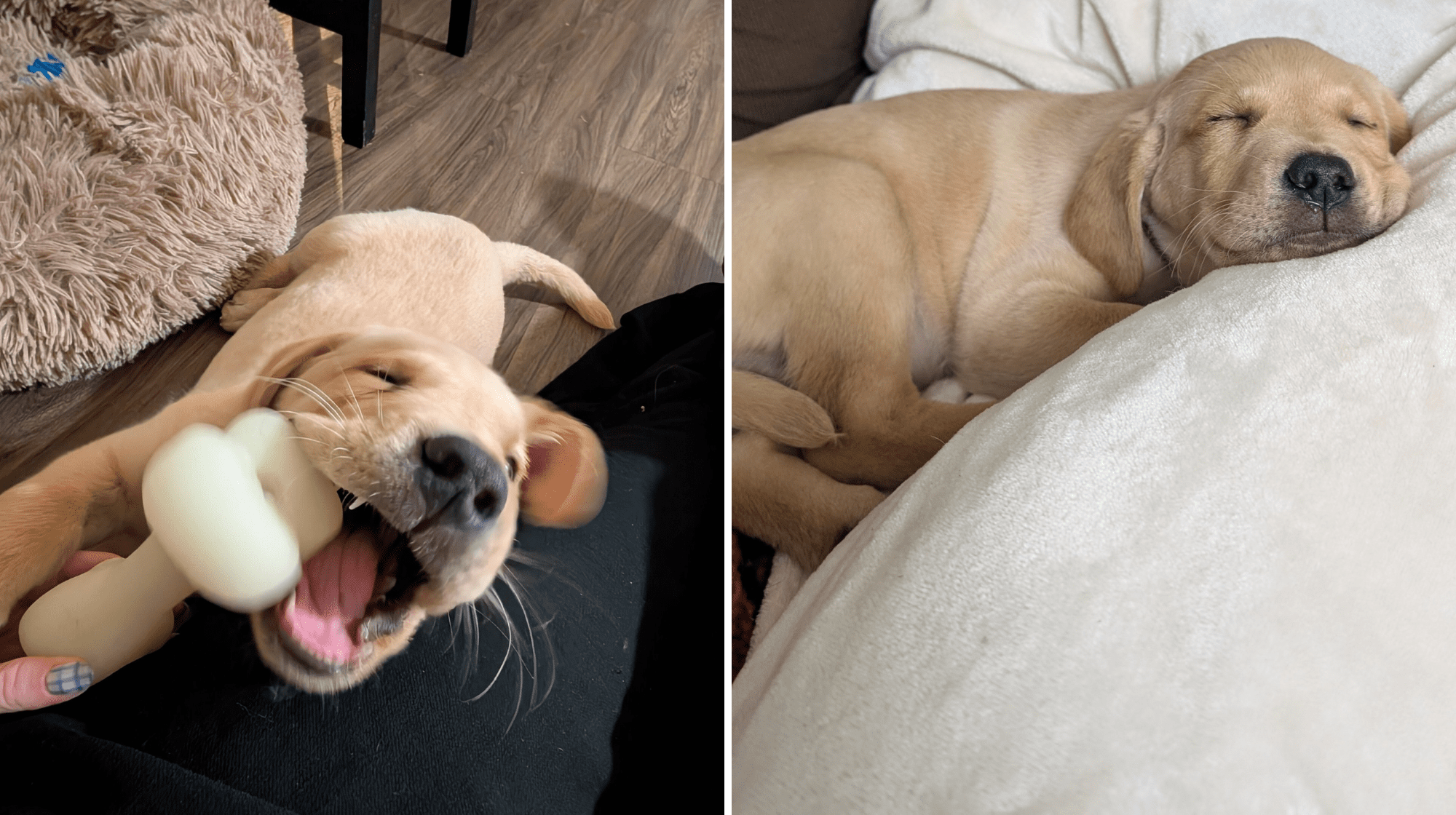 Bagel enjoying chew time with his foster mum and a cozy nap