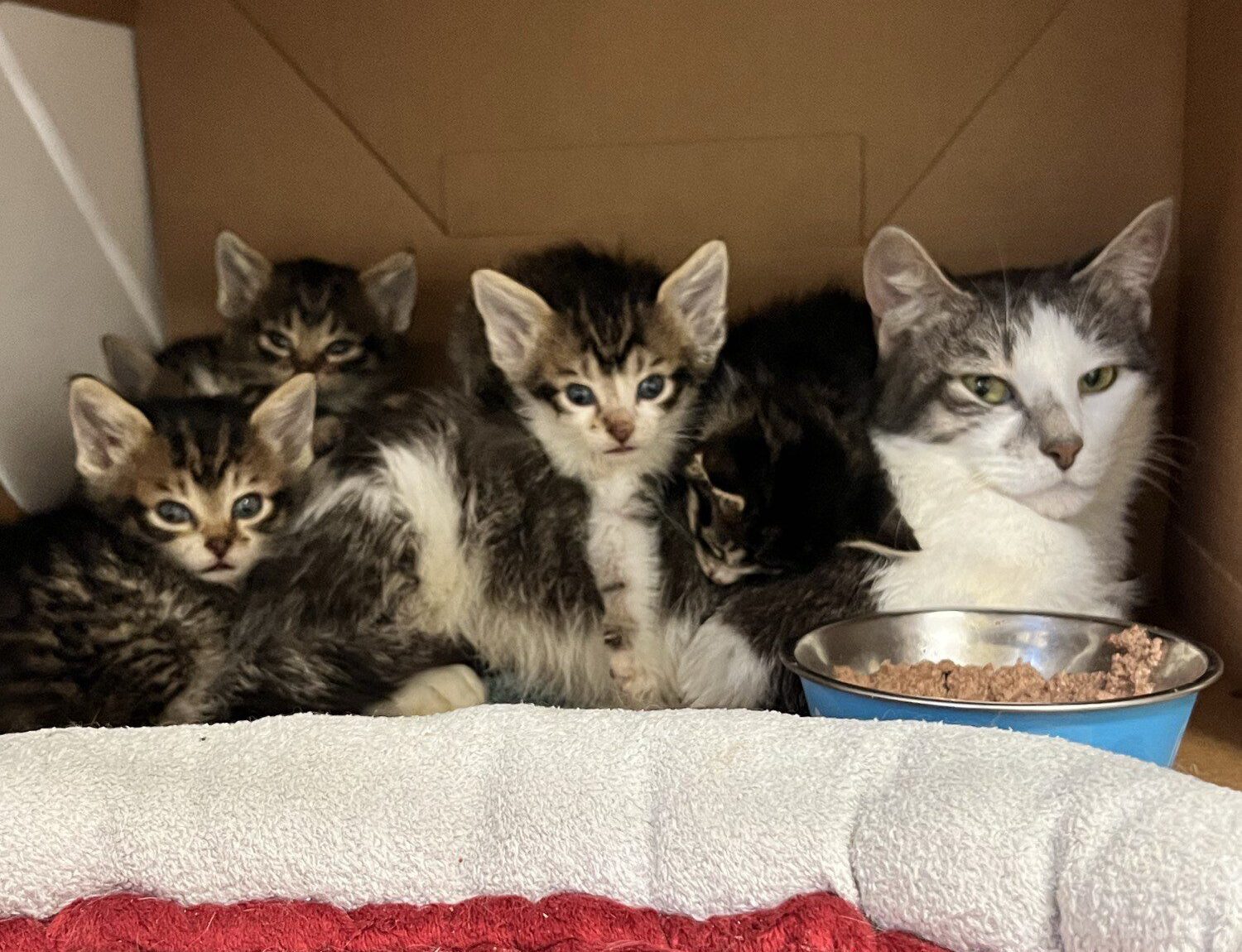 Fay with her five kittens sitting together in a box