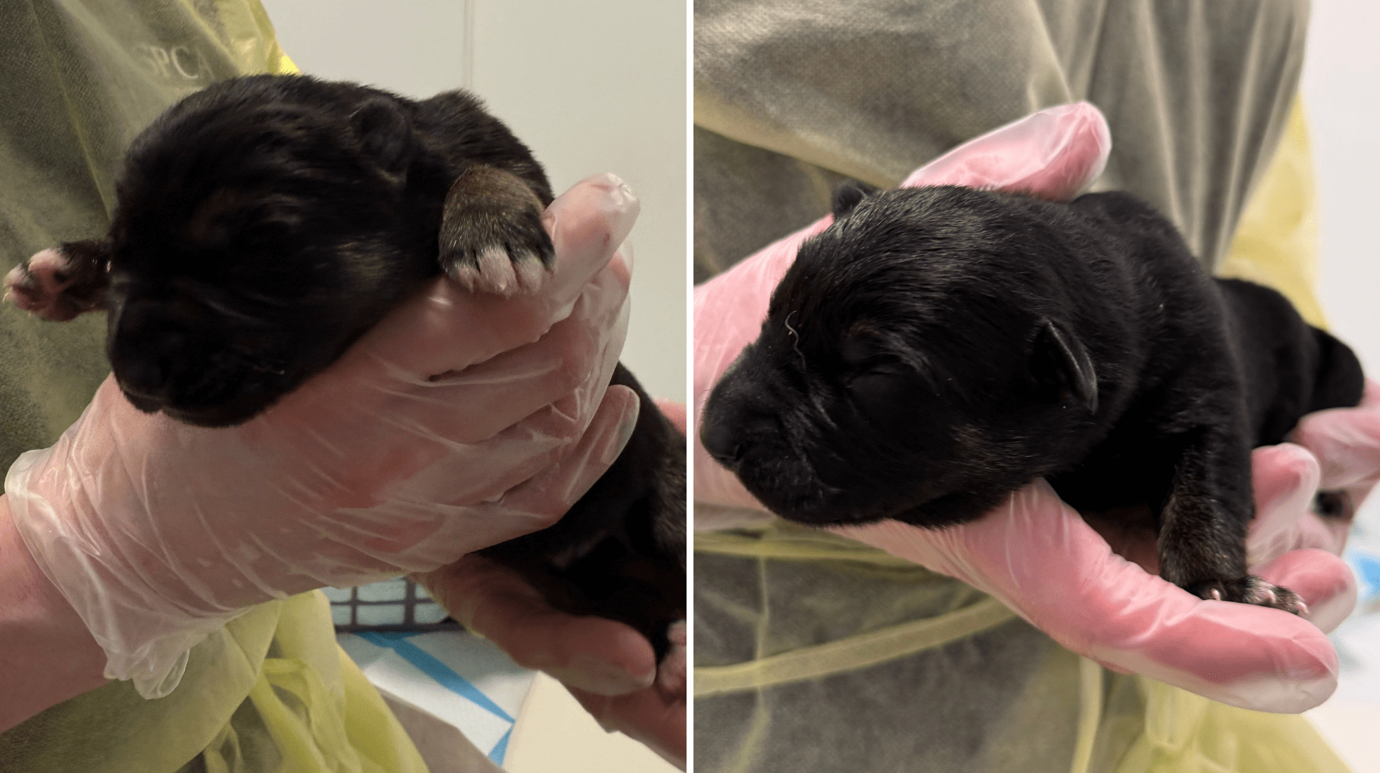 two small black puppies with eyes tight shut