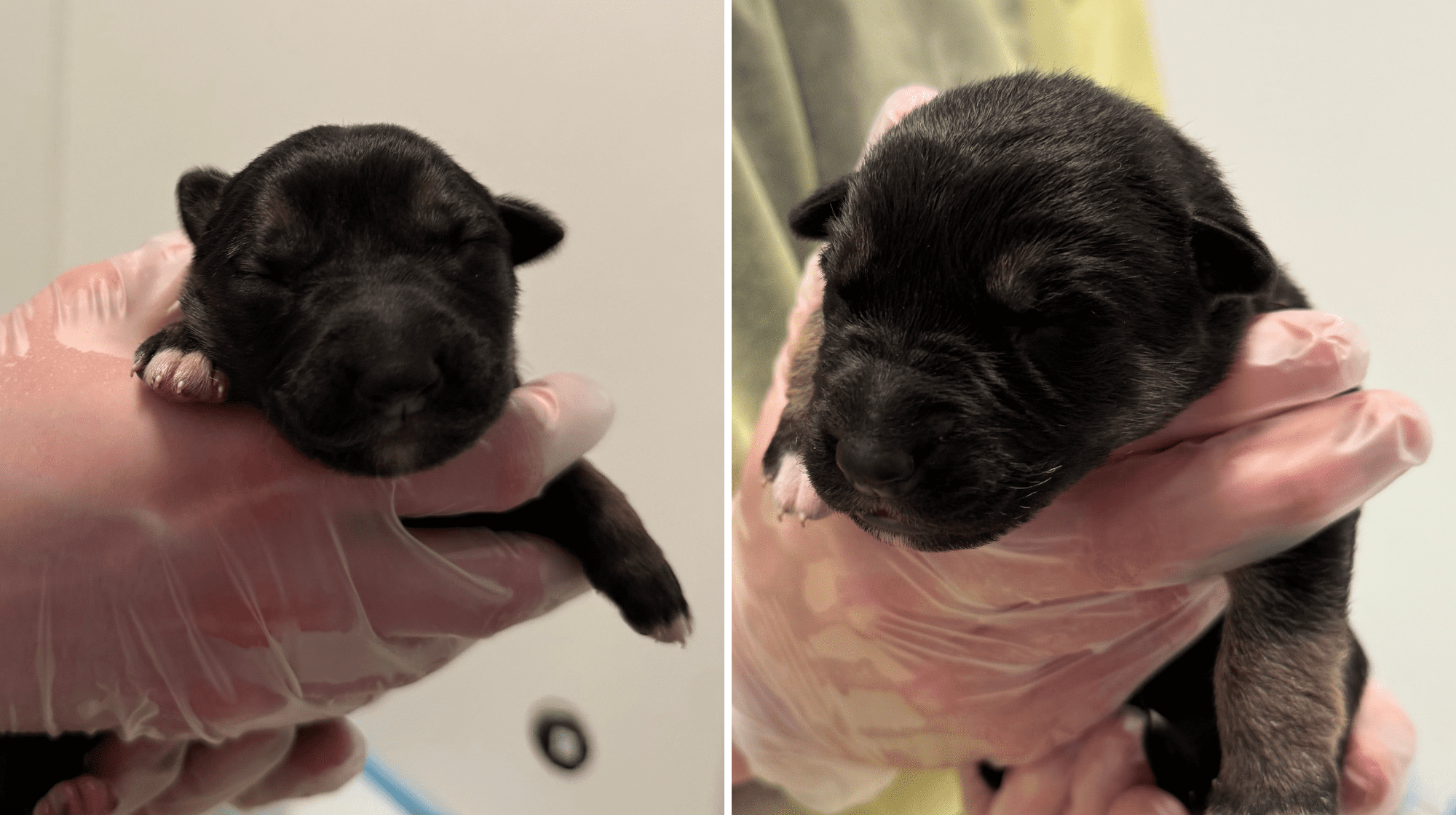 two young black puppies being held in hand