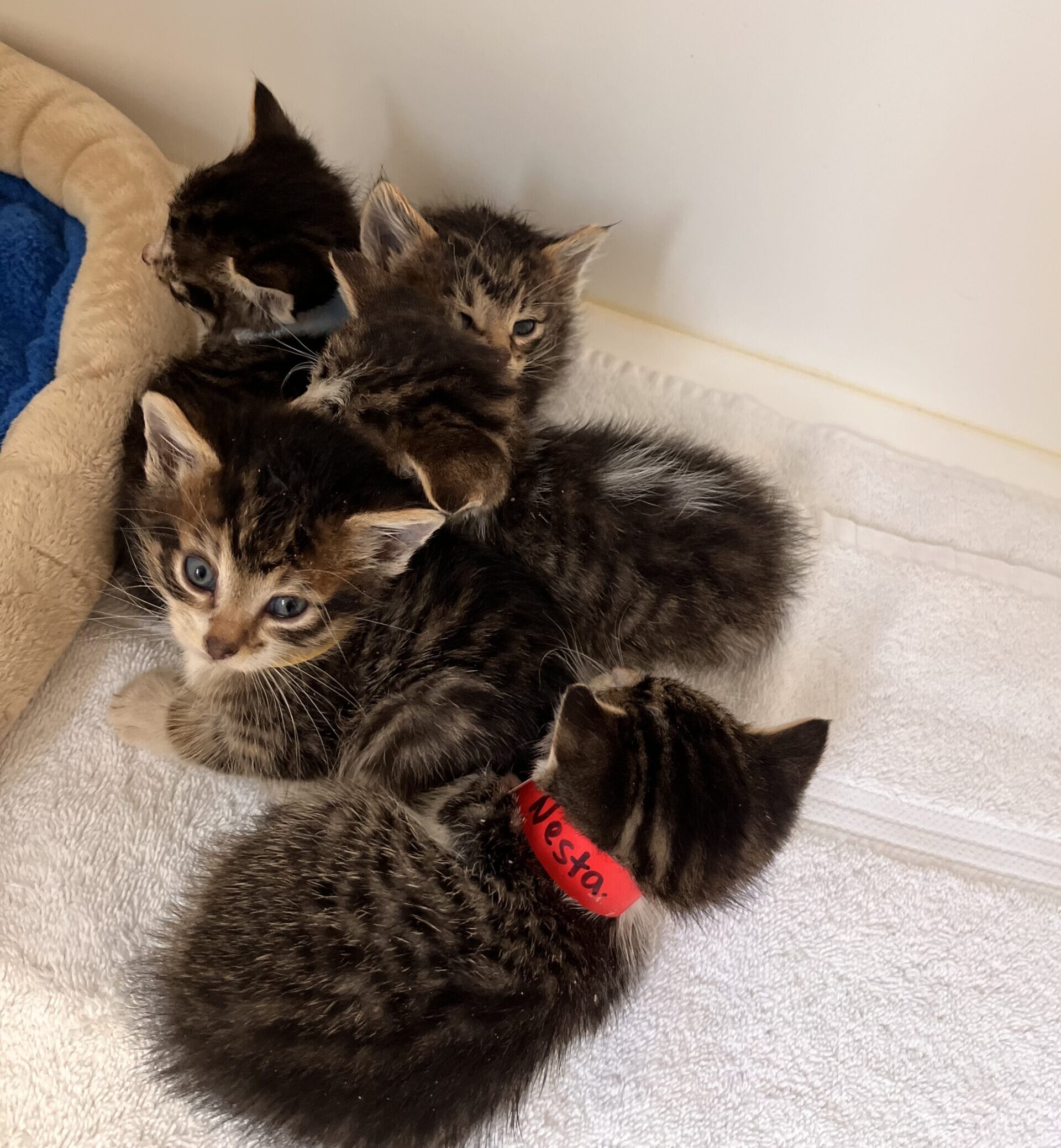 five kittens resting in a bundle