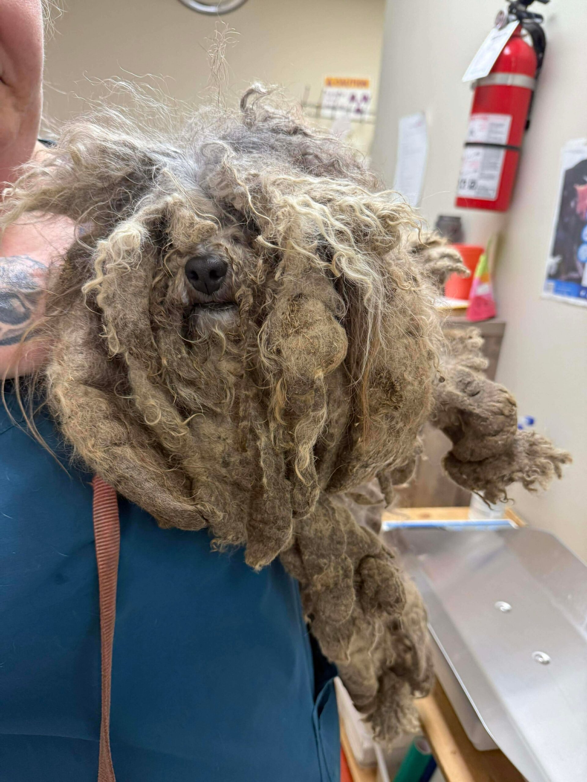 severely matted small dog being held. matting is so bad you cannot see her eyes