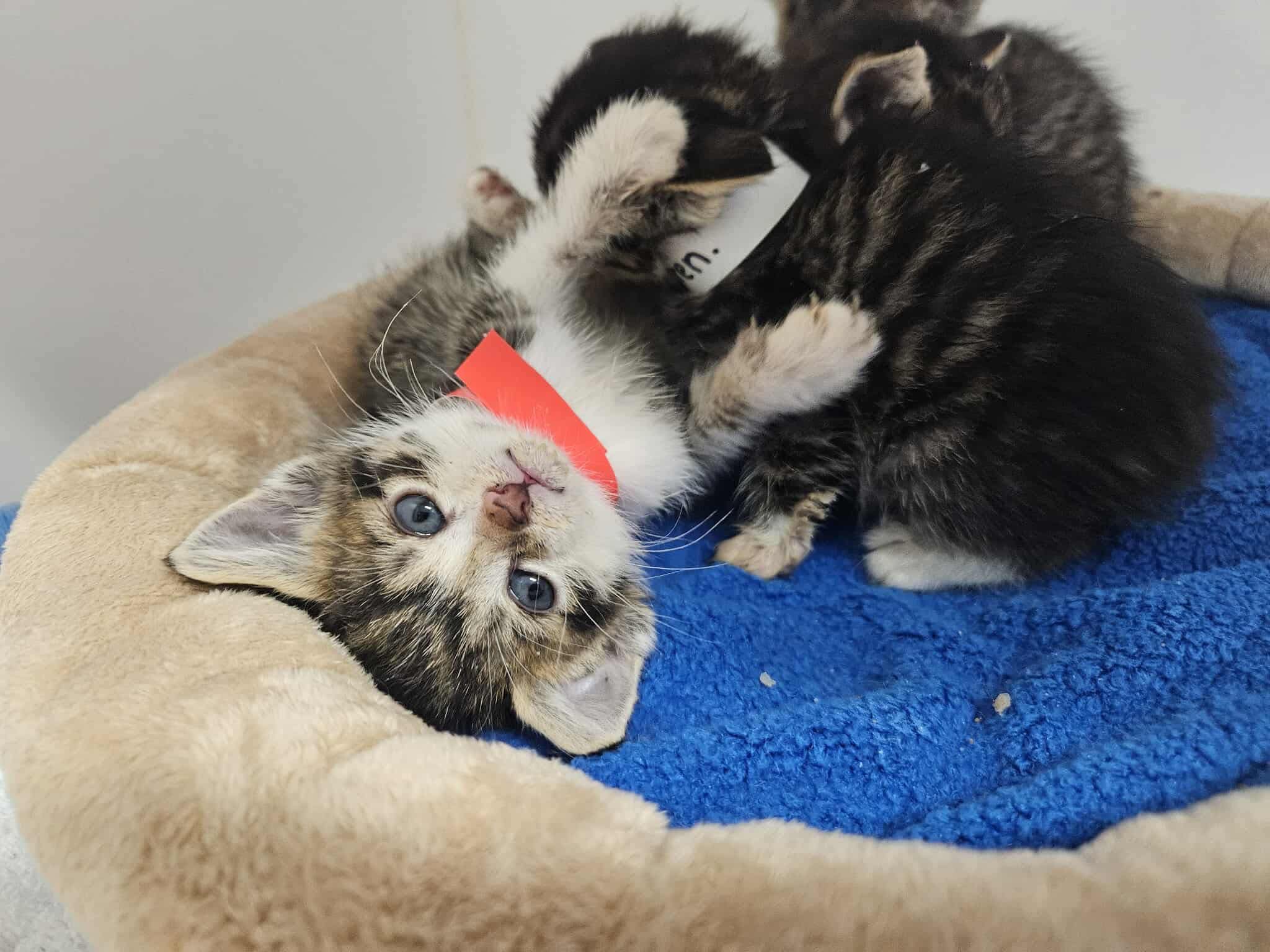 kittens playing together in a blue bed