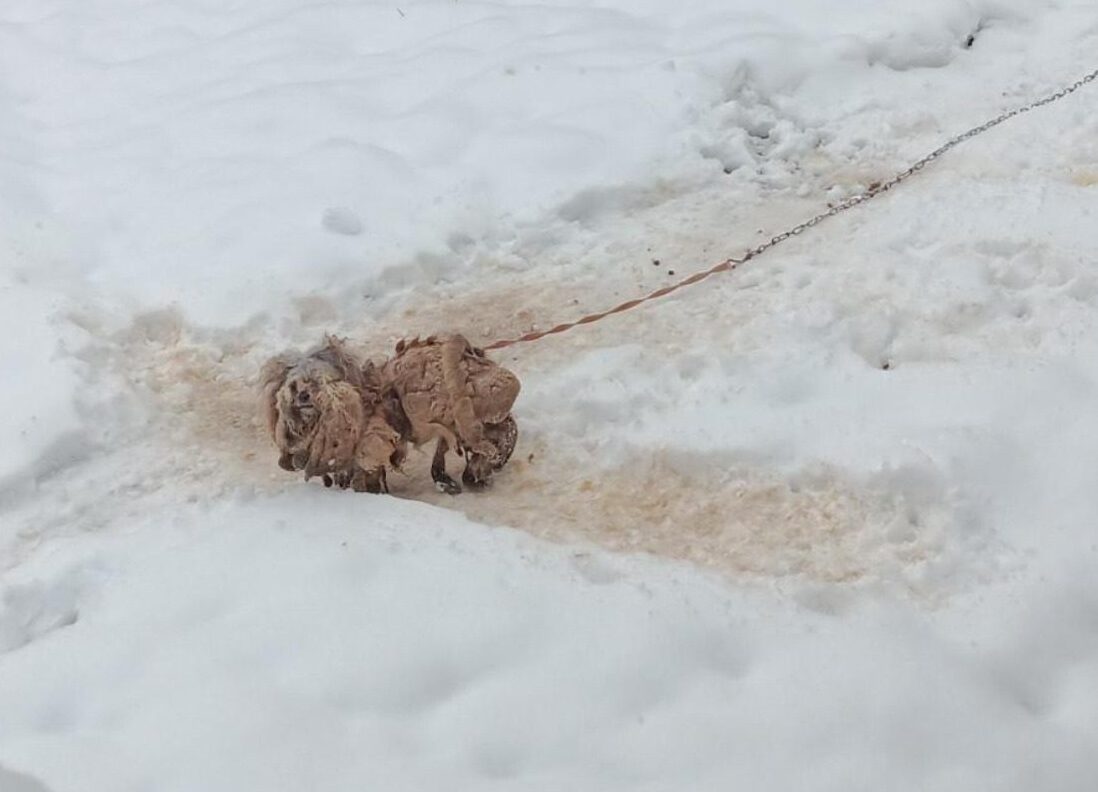 small heavily matted dog stands in dirty snow at the end of chain tether