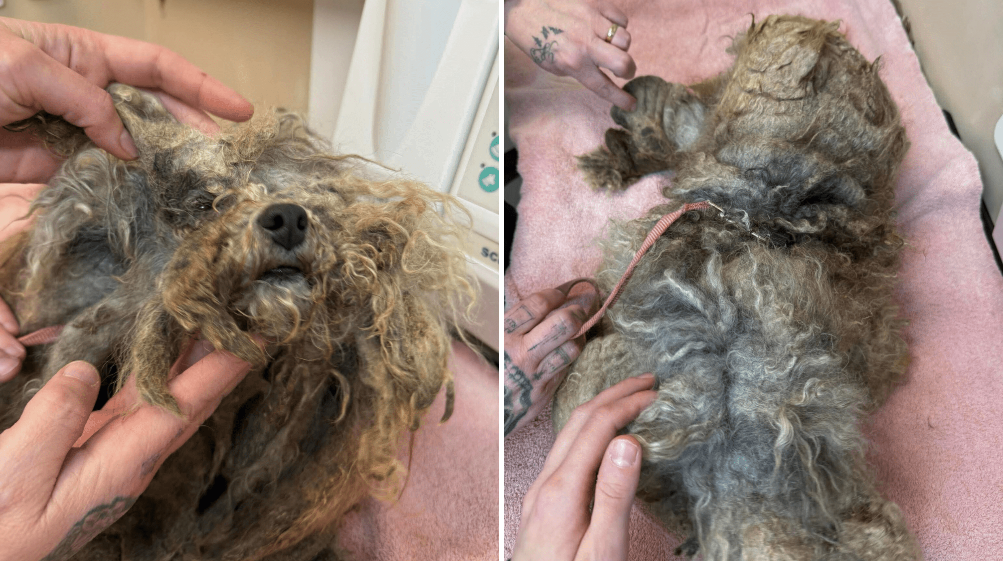 two images of heavily matted dog being examined