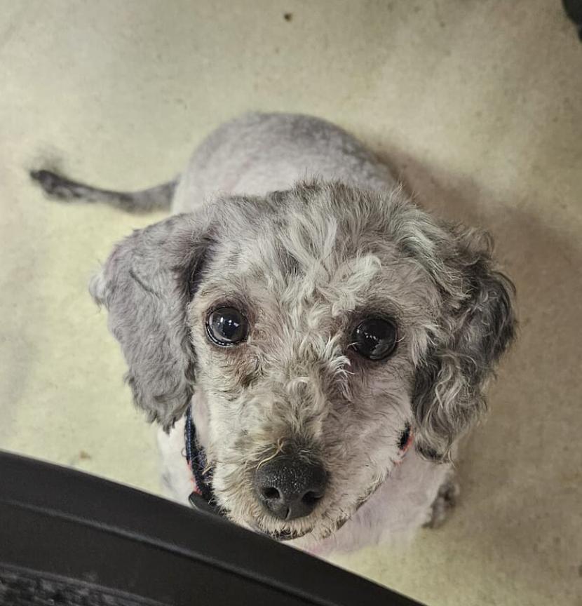 adorable grey poodle sits looking up at someone