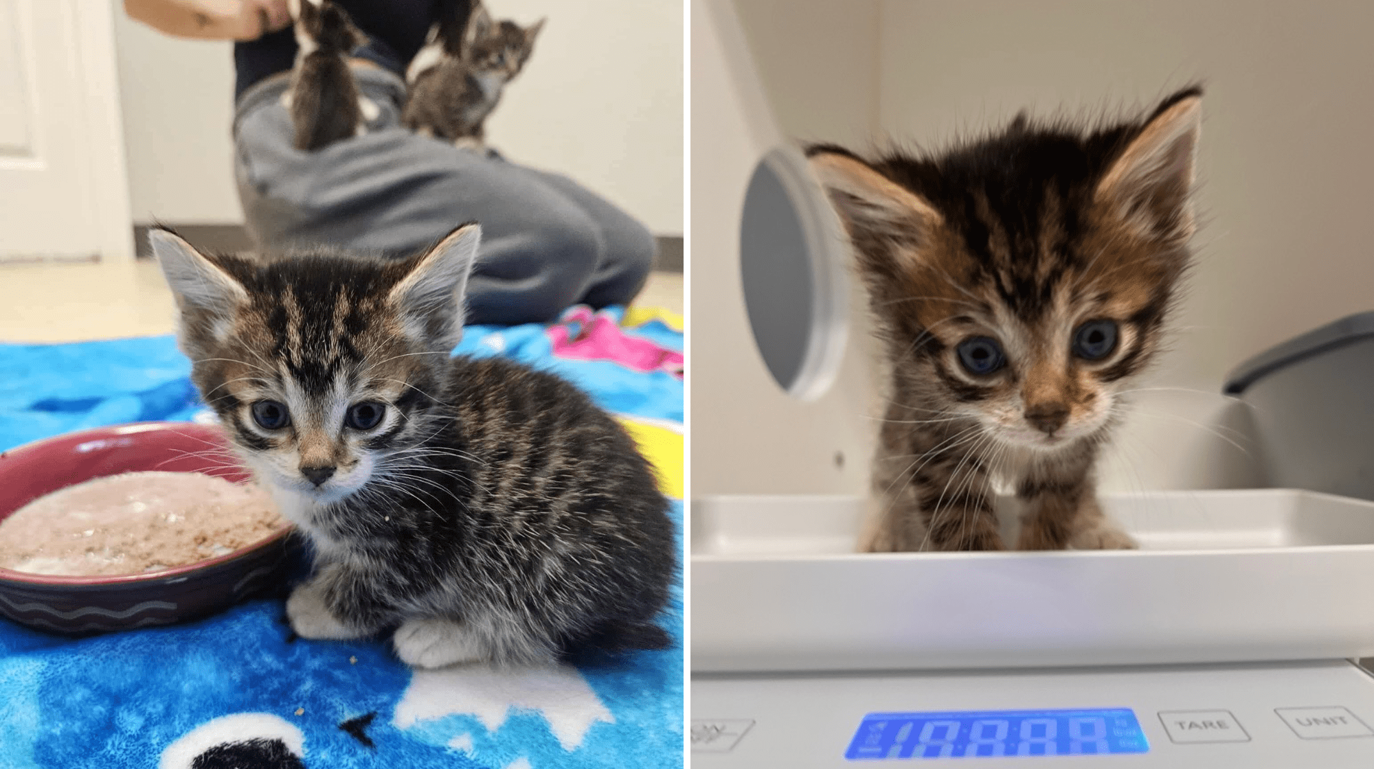 Two cute tabby kittens