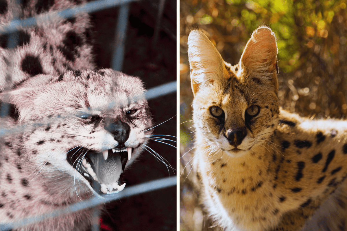 two images side by side of exotic cats. Left: Cat in captivity hissing. Right: Wild cat in the wild outside.