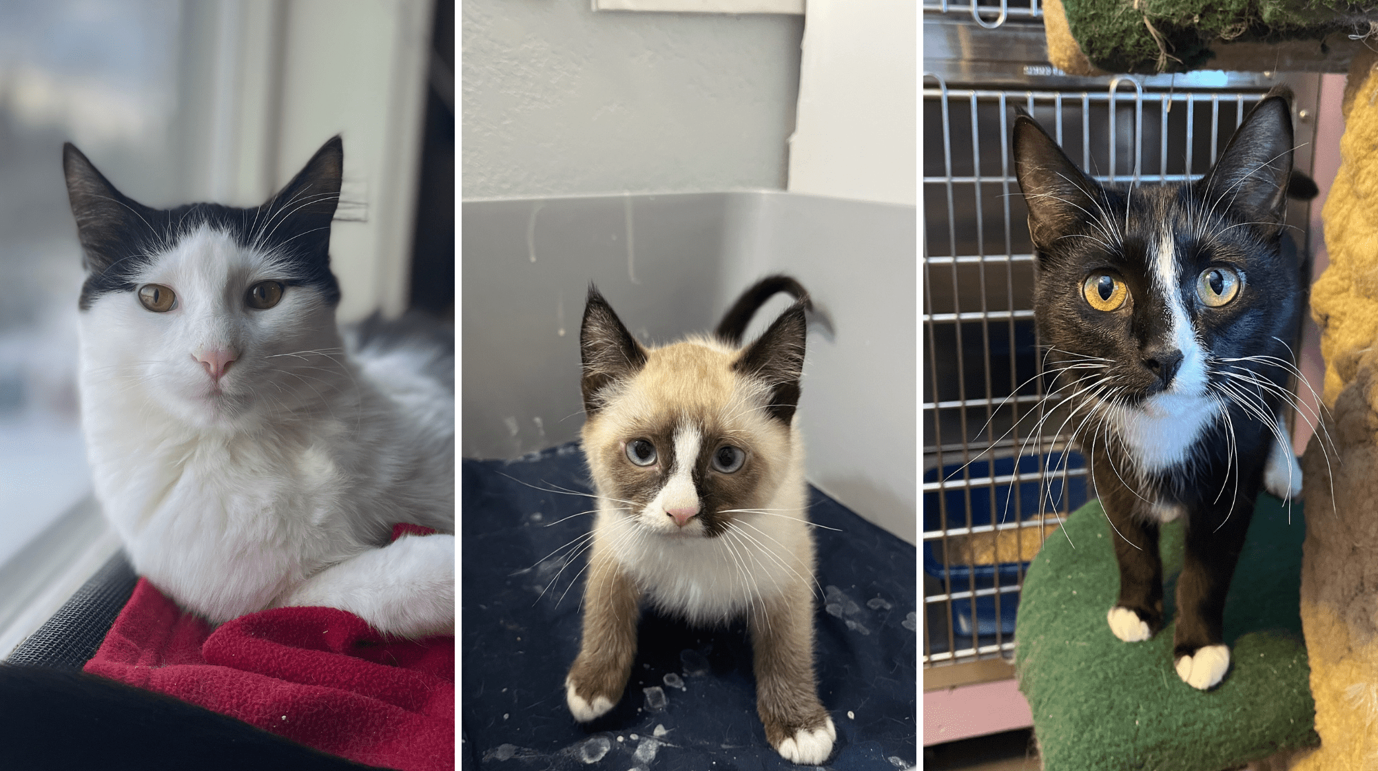 two cats and one kitten, all in care and looking into camera