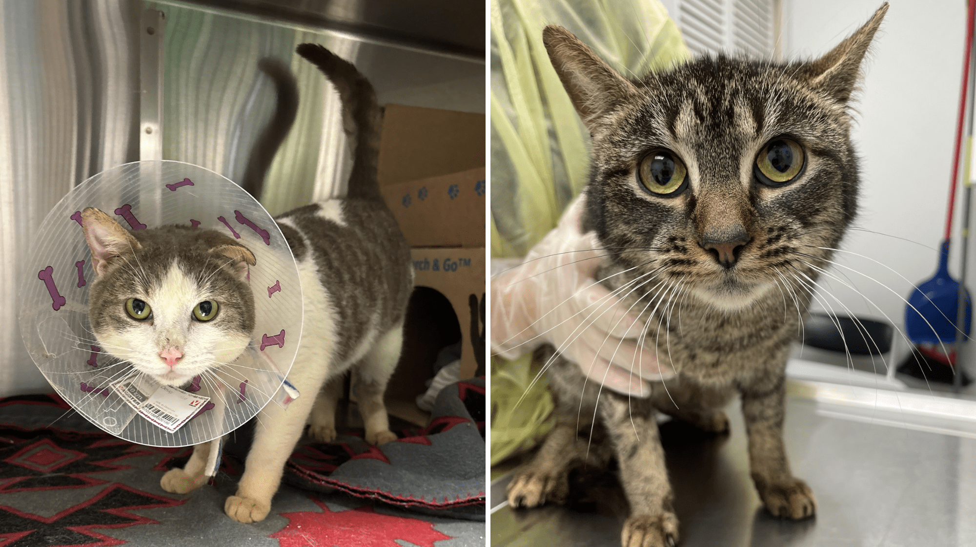 3 cats being held after coming into care