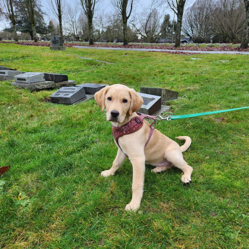 Update: Labrador puppy left on BC SPCA doorstep - BC SPCA