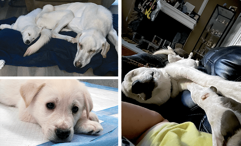 A trio of images. The first photo is of a very skinny great pyrenees, curled up with one of her puppies right after being rescued. The second shows that puppy laying down on a blue blanket with his head on his paws. The third shows that same dog all grown up, stretched out in perfect comfort, taking up an entire couch by himself.