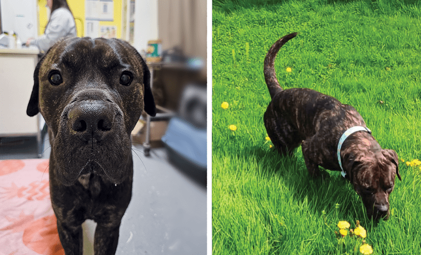 Frank, a dark brown brindle pit bull terrier mix, looks up with big brown eyes during his vet visit. In the next photo he is outside, going for a wobbly walk through the grass.
