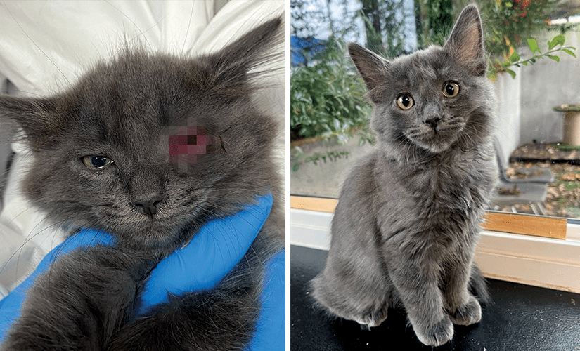 Two side by side images of Lucy, a tiny grey kitten. Her before and after photos show the success of her medical procedure that saved her infected eye.