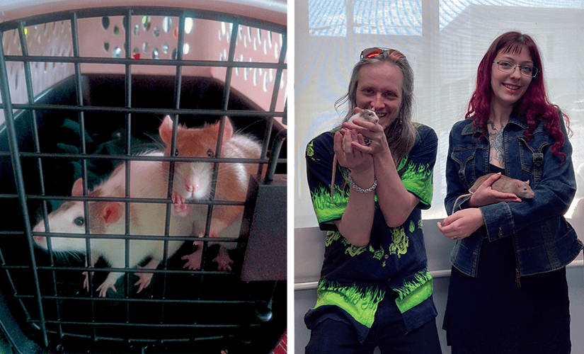 Two photos show a pair of fancy rats, both a mottle of brown and white in colour. In the first image they ride safely in a pet carrier after being recued, peering out between the bars curiously. In the second both rats are being cradled in the hands of their smiling new guardians.