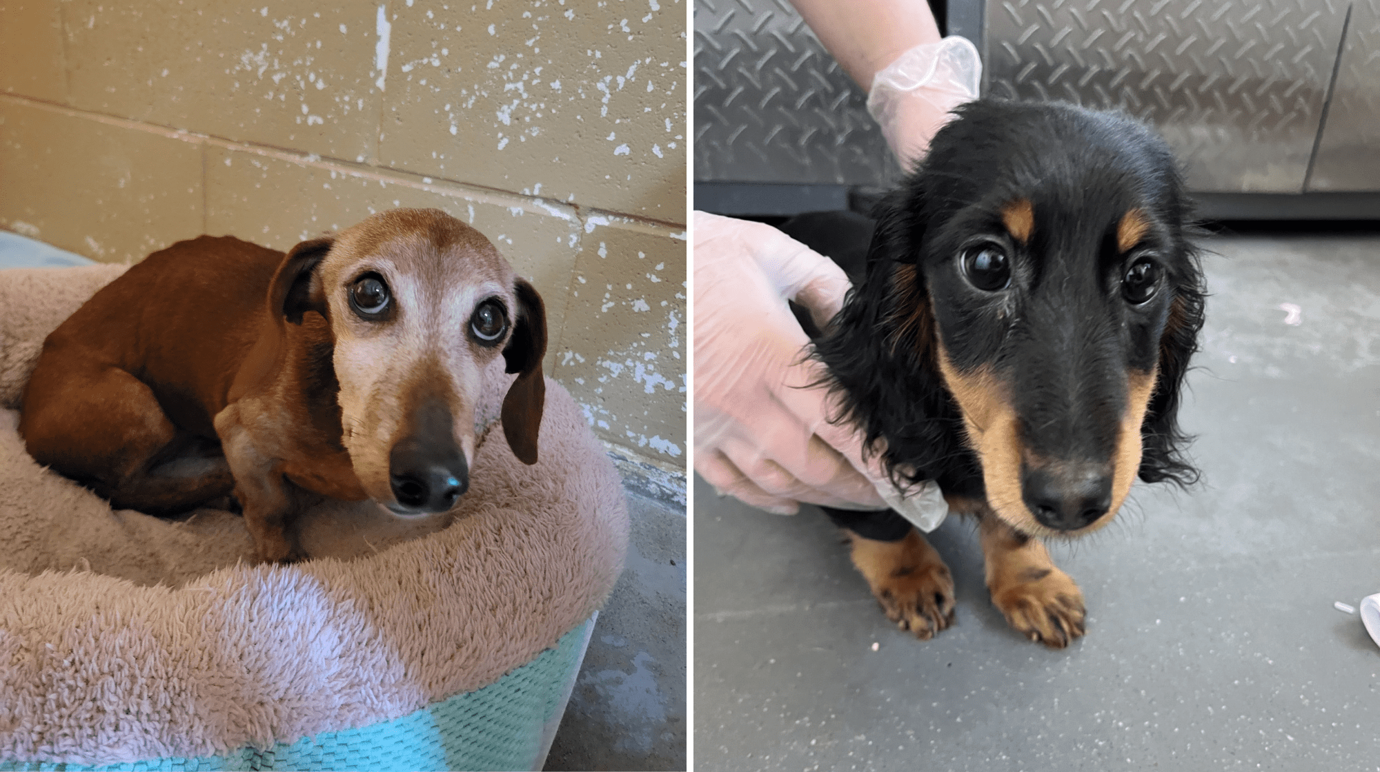Older dachshund with grey muzzle and spine showing sits in pink bed, next to image of black and tan puppy being gently held