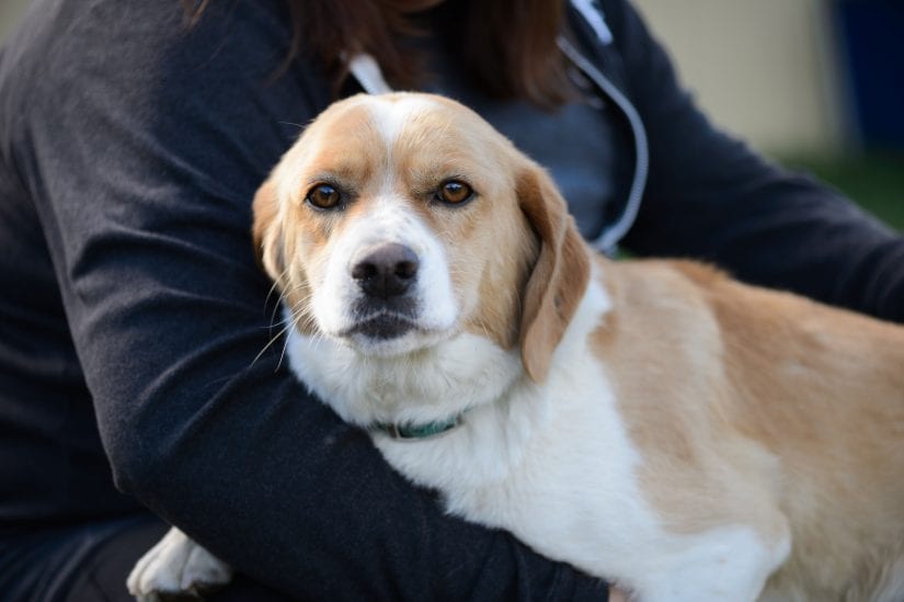 dog in person's arms
