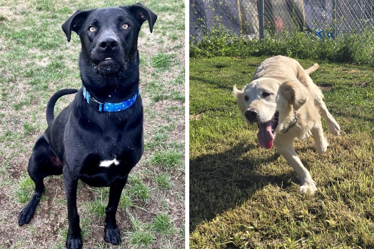 2 side-by-side pictures. On the left, there's Joey. A goofy face black Labrador Retriever sitting and looking at the camera, and Strawberry, a Golden Retriever running through a green field.