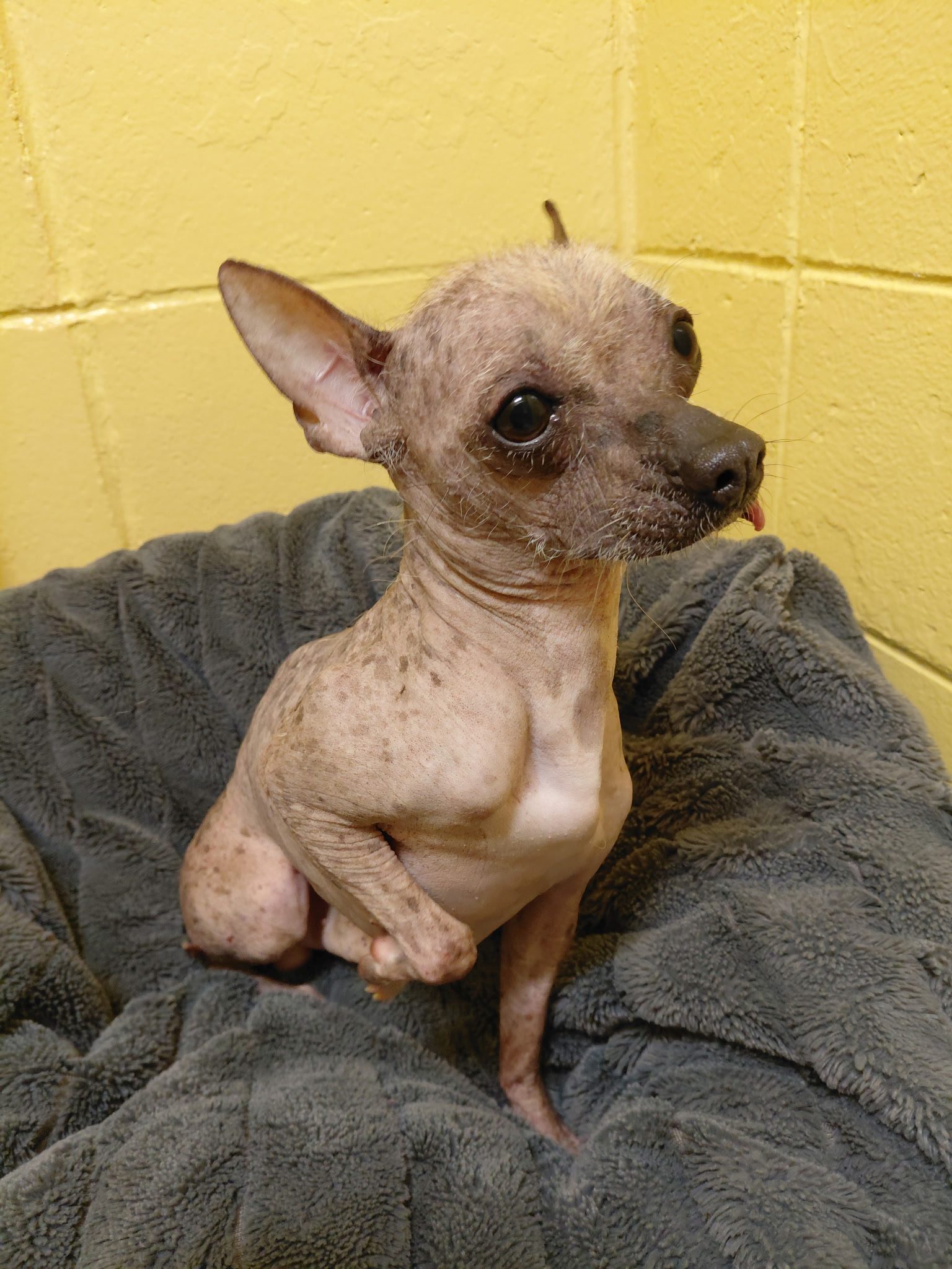 3 cats being held after coming into care