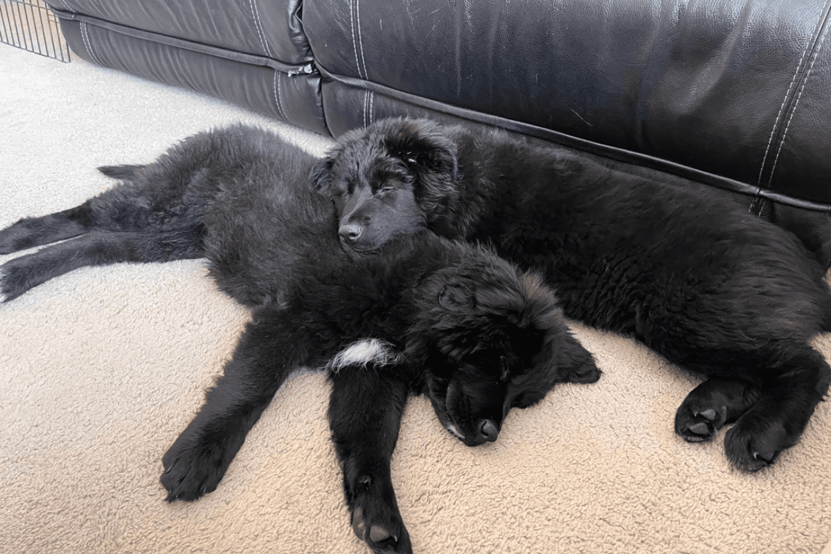 Lola and Leo, two black Caucasian Mountain Dog puppies taking a nap together on a carpeted floor.