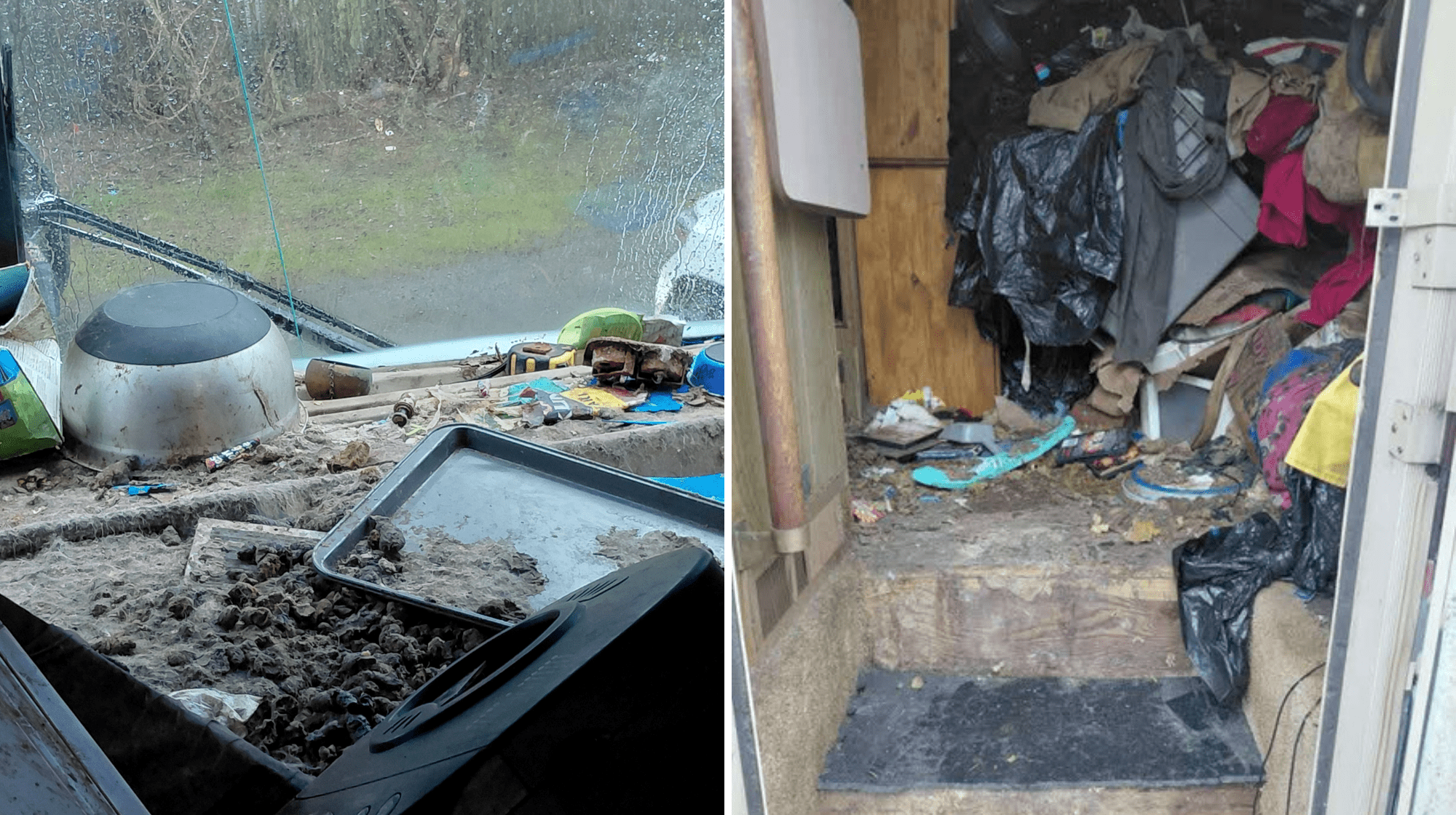 3 cats being held after coming into care