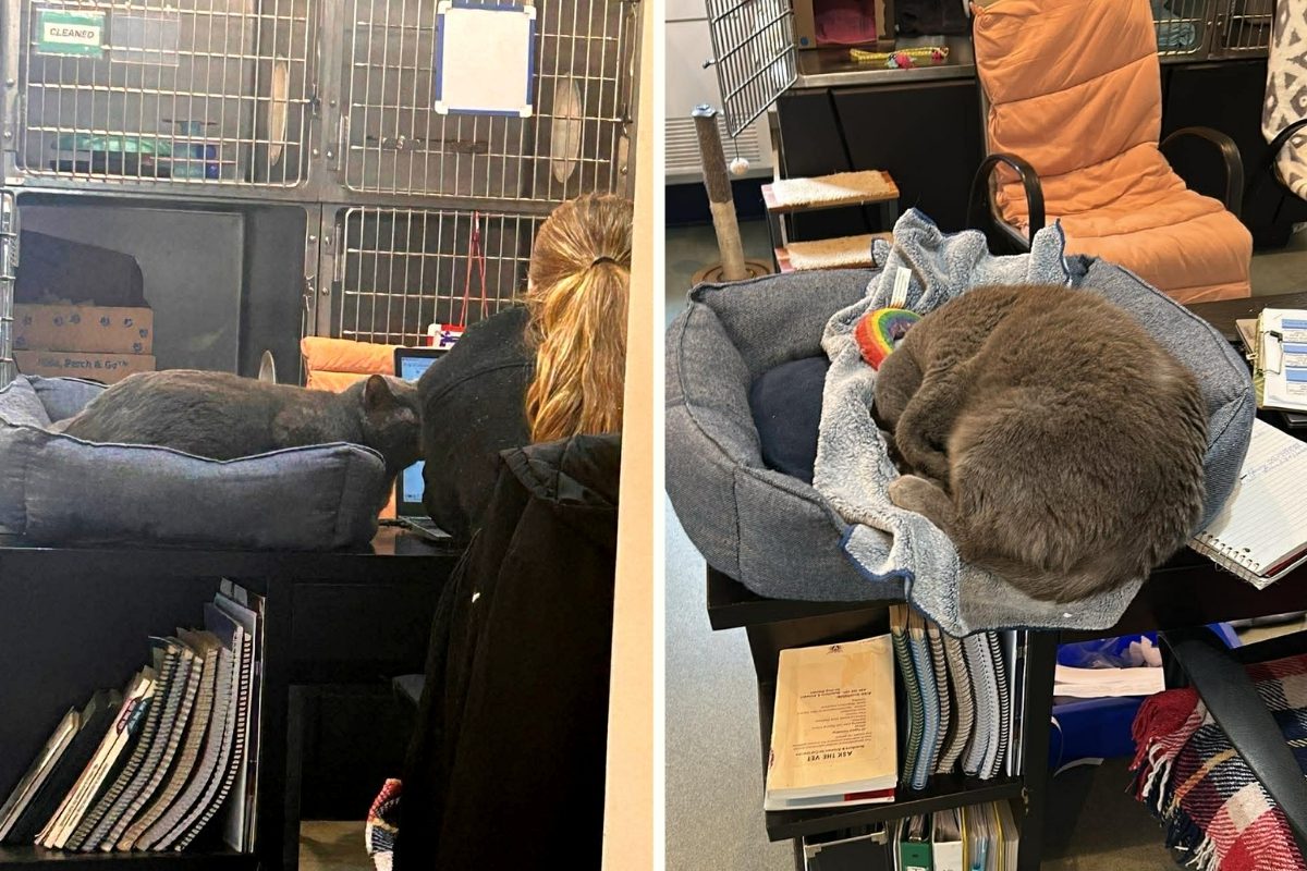cat resting near BC Staff in an emergency care situation.
