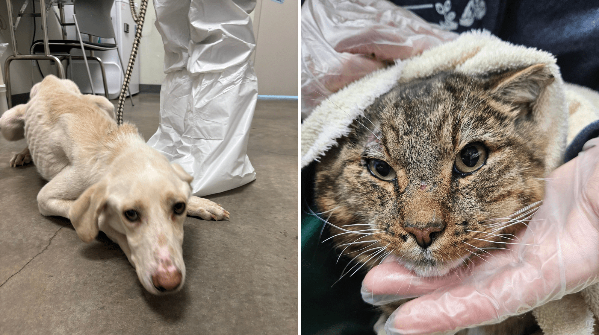 skinny white dog cowers on ground next to image of cat with injured face