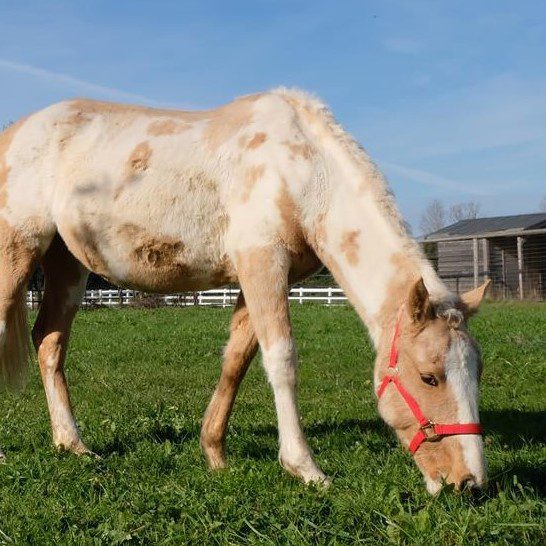 horse grazing