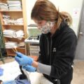 Alyssa caring for Western Grebe at Wild ARC