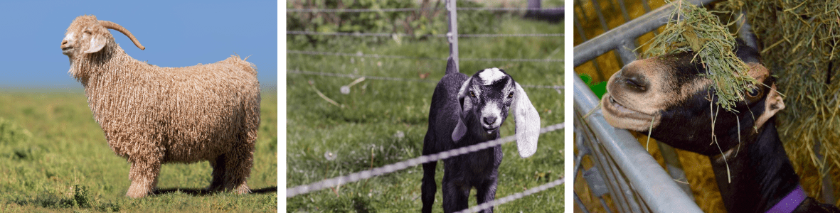 Three goats: Angora goat, Nubian goat and Lamancha goat
