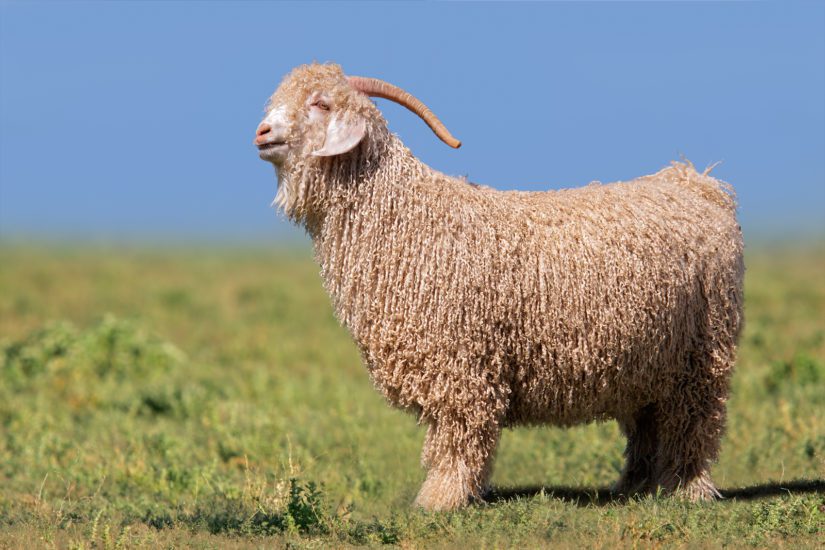 Angora goat standing in green pasture against a blue sky - Code of practice goat welfare standards 