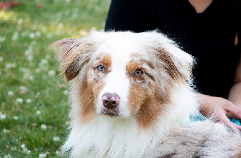 Australian shepherd seating