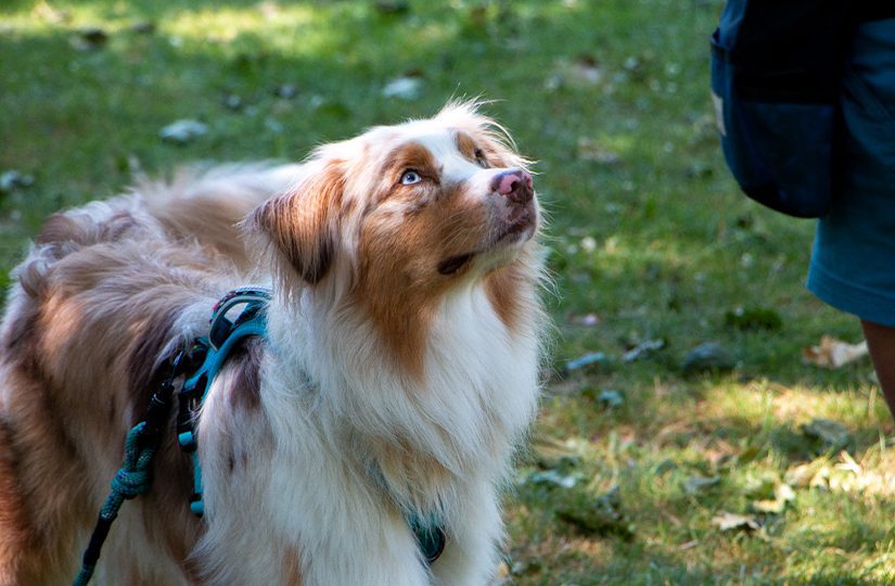 Australian shepherd looking at AnimalKind trainer