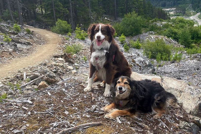 dogs on hike