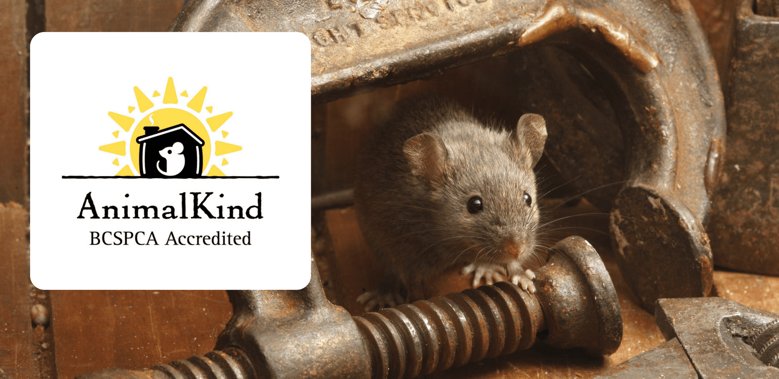 BC SPCA launches AnimalKind, world’s first accreditation program for ...