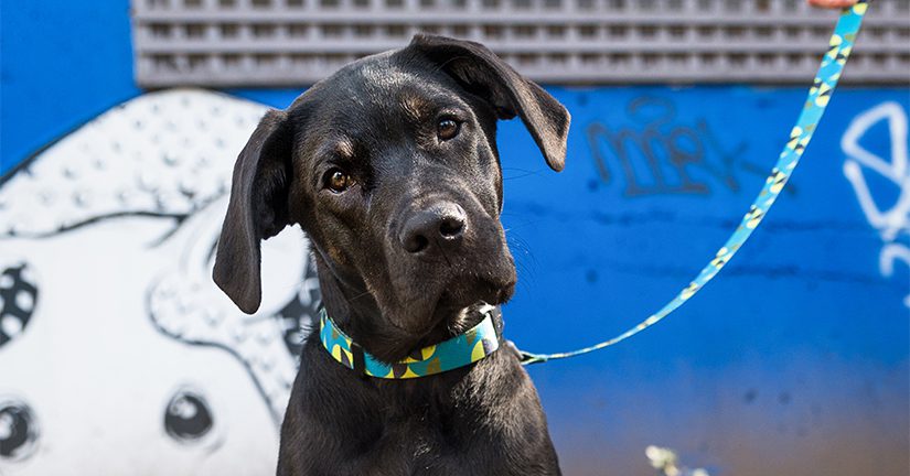 Black dog looking at camera