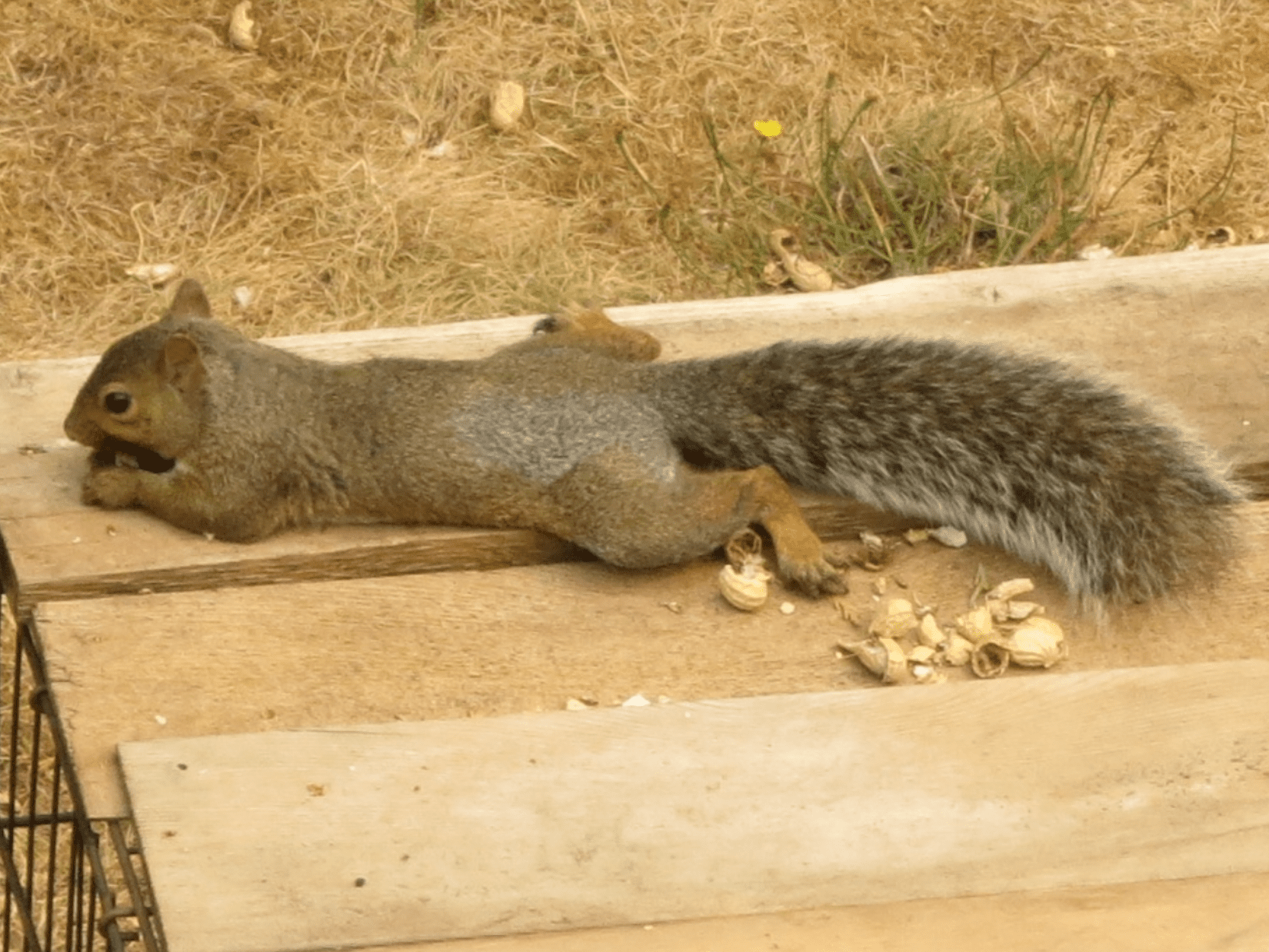 Squirrel being fed peanuts on a table outside