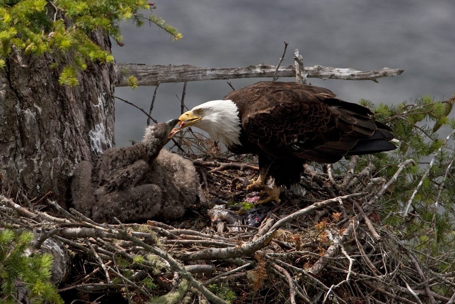 Eagle feeding two eaglets in a tree nest