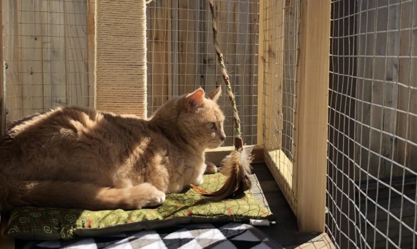 Diy cat tunnel clearance outdoor