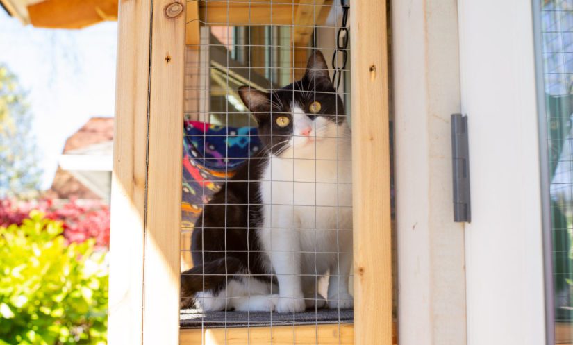 BC SPCA Catio tour 2019