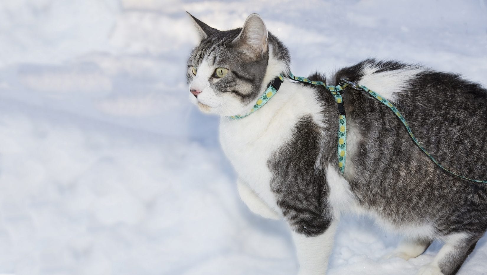 cat on a leash wearing a harness