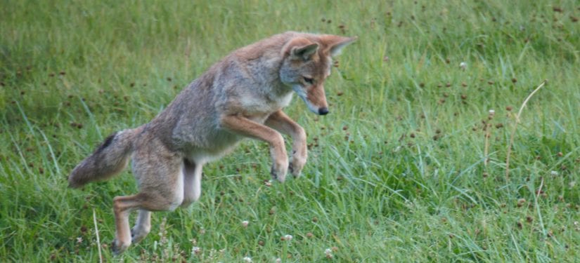 Coyote In Wild Jumping In Field Credit Donna Callaghan E1497577946717 825x375 ?lossy=1&strip=1&webp=0