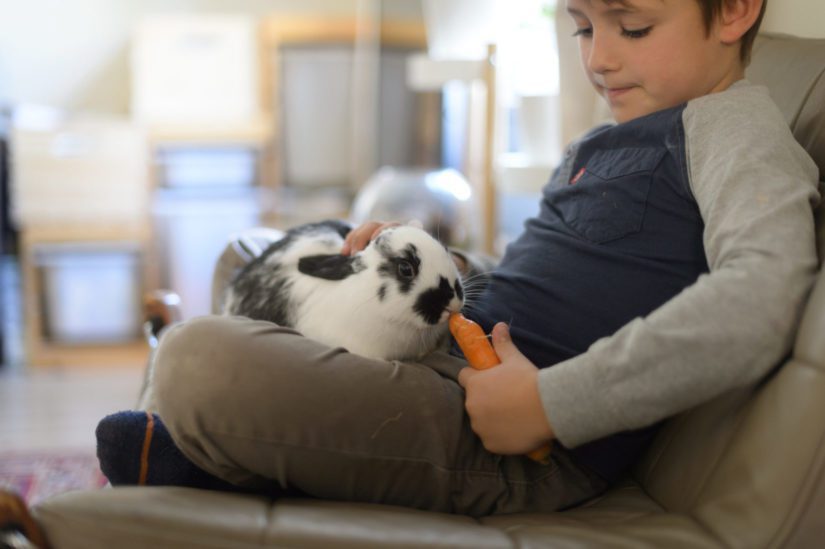 A child feeds a rabbit a carrot as they both sit on a couch