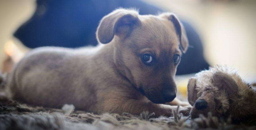 5 Ways to keep your dog entertained at home - BC SPCA