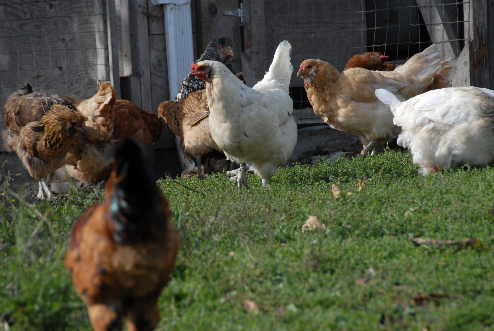 Multiple chickens taking advantage of space outside