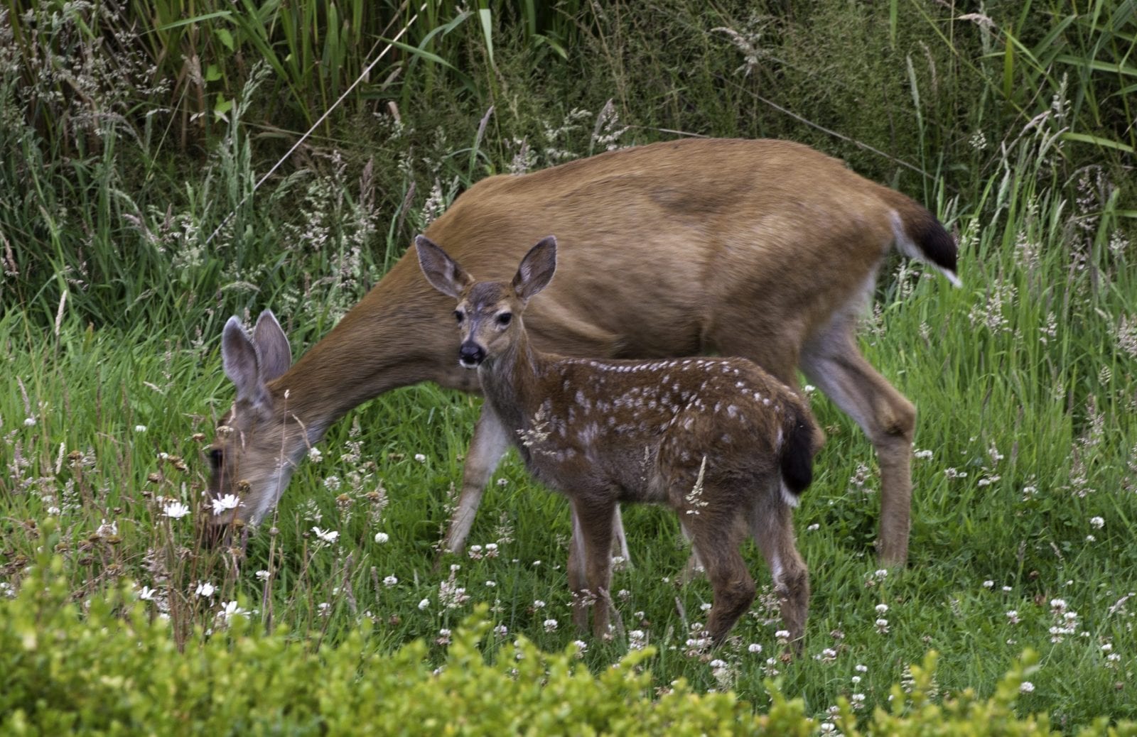 Learning the Characteristics of Extraordinary Buck Deer - John In The  WildJohn In The Wild