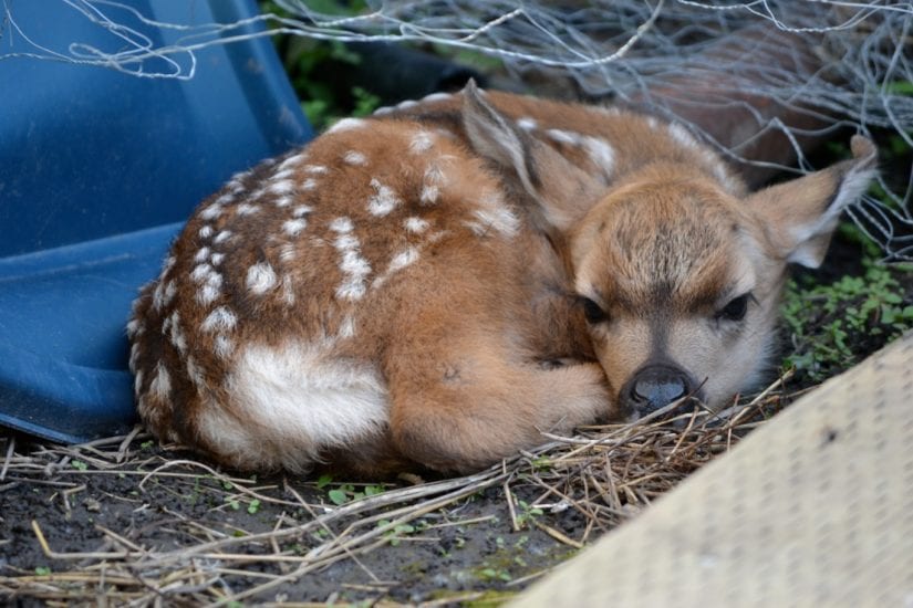 deer fawn lying down on ground
